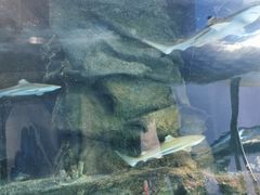 -太平洋海底世界