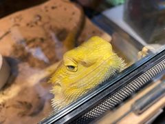 -酷以爬仙阁实体爬宠店·守宫·蜥蜴·专业繁育