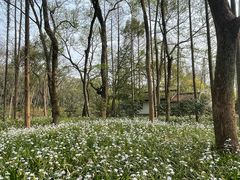 -杭州植物园