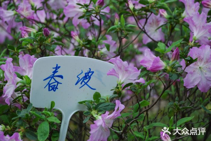 琴亭湖公园图片
