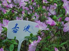 -琴亭湖公园