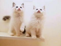 -十年猫舍·猫咪专门店(普陀店)