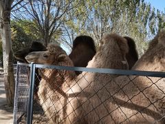 -长白岛森林公园