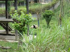 -中国大熊猫保护研究中心雅安碧峰峡基地