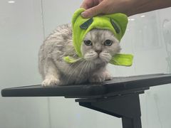 -爱洗澡的猫(望京店)