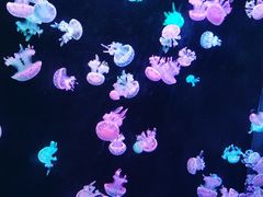 -欢乐海岸海洋奇梦馆