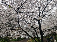 -南山植物园
