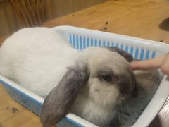 -藦茜花园宠物主题亲子互动体验馆(国顺东路店)