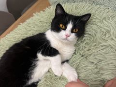 -有喵·猫咖·狗咖·40+猫狗有小奶狗(岗厦店)