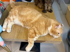 -平行世界·猫咖(首经贸店)