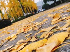 -百林公园-两江幸福广场