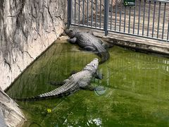 -深圳野生动物园