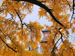 -四川大学(华西校区)