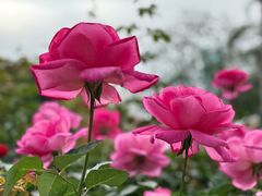 -人民公园(罗湖区)