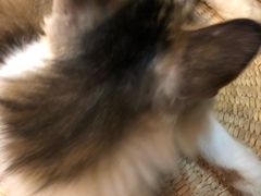 -万小咖.猫咖(中山路天虹店)