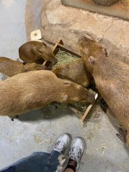 -Zoolung Zoolung动物主题公园(海信广场店)