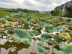 -光明小镇欢乐田园