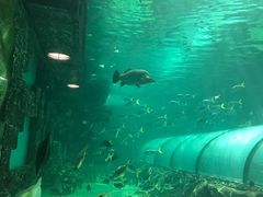 -悉尼海洋生物水族馆