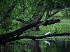 -上海共青森林公园