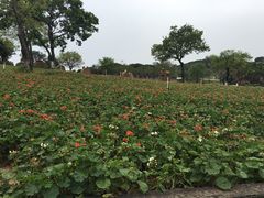 -松山湖梦幻百花洲