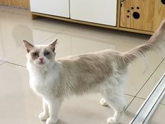 -鼓捣猫呢主题猫咖店