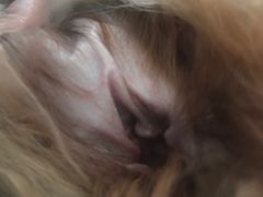 -创凡宠物医院·骨专科  猫科中心(西乡分院)