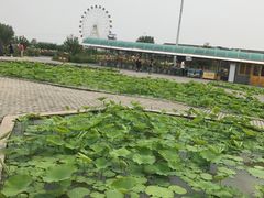 -白洋淀景区