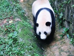 -都江堰中华大熊猫苑