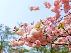 -天王浮山樱花园