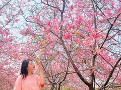 -天适樱花悠乐园