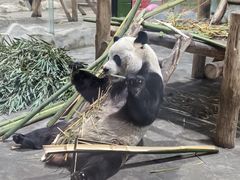 -栾川竹海野生动物园