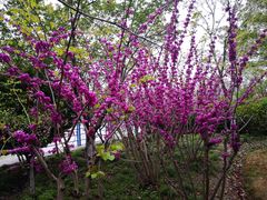 -高东镇樱花园