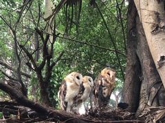 -广州长隆飞鸟乐园