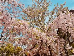 -高东镇樱花园