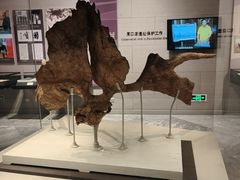 -北京周口店北京人遗址博物馆