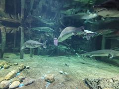 -华夏文旅海洋公园