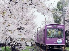 -莱阳濯村樱花园