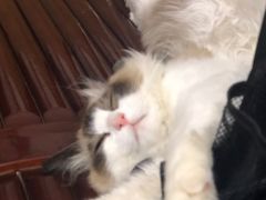 -柚子猫舍·精品猫舍购猫·猫咪认养·购宠·宠物店