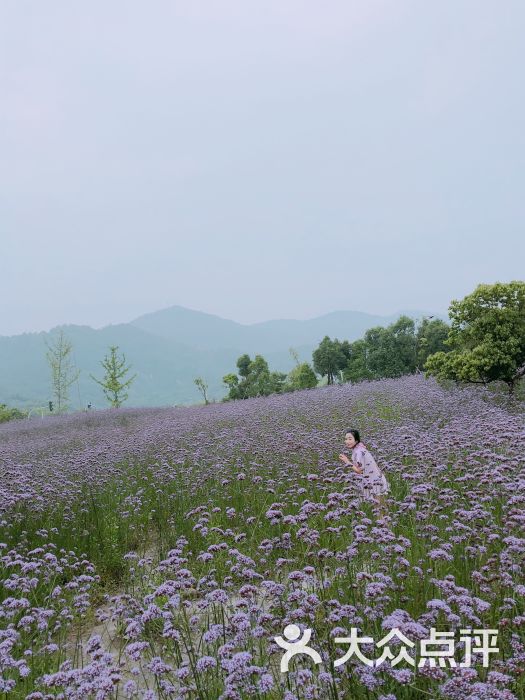 荪湖花海-图片-宁波周边游-大众点评网