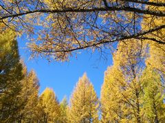 -塞罕坝国家级自然保护区