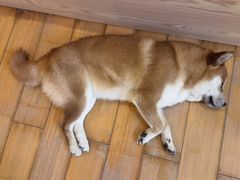 -喜柴咖啡·柴犬狗咖