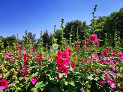 -大兴滨河森林公园