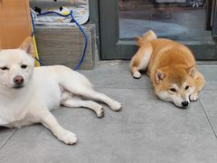 -帕帕拉兹宠物(亚洲旗舰店)