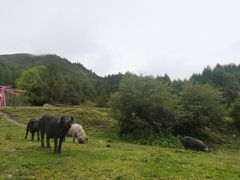 -硗碛藏寨·神木垒景区