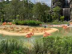 -新加坡飞禽公园