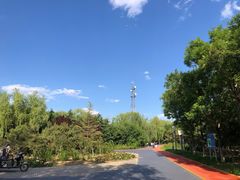 -大兴滨河森林公园