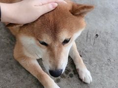 -柴犬高等学院·狗咖·柴犬售卖·宠物训练