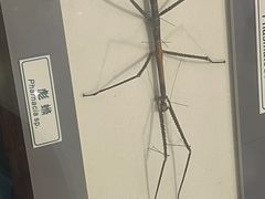 -上海昆虫博物馆
