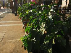 -Torch Coffee 炬点咖啡
