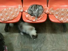 -猫咪博物馆(顶澳仔猫街店)